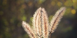Foxtails are an annual hazard for dogs along the west coast of the United States.