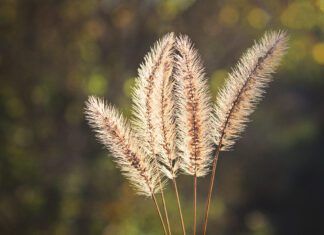 Foxtails are an annual hazard for dogs along the west coast of the United States.