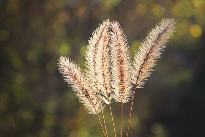 Foxtails are an annual hazard for dogs along the west coast of the United States.