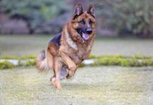 Gastropexy in dogs untwists a dog's stomach. It can be used to treat bloat, or to prevent it.