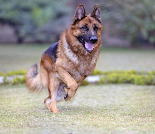 Gastropexy in dogs untwists a dog's stomach. It can be used to treat bloat, or to prevent it.