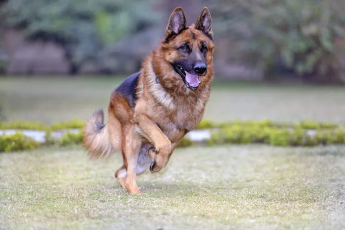 Gastropexy in dogs untwists a dog's stomach. It can be used to treat bloat, or to prevent it.