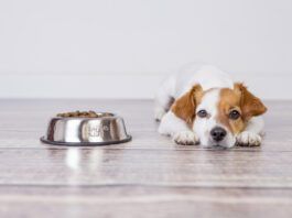 Dog food toppers can entice a dog to eat food when they're not eating and can add needed fiber and
