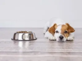 Dog food toppers can entice a dog to eat food when they're not eating and can add needed fiber and