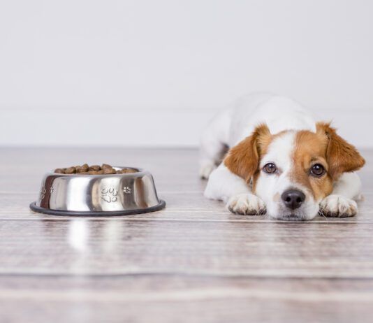 Dog food toppers can entice a dog to eat food when they're not eating and can add needed fiber and