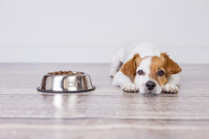 Dog food toppers can entice a dog to eat food when they're not eating and can add needed fiber and
