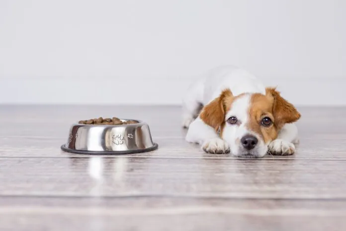 Dog food toppers can entice a dog to eat food when they're not eating and can add needed fiber and