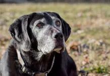 Adequan for dogs helps senior dogs manage osteoarthritis.
