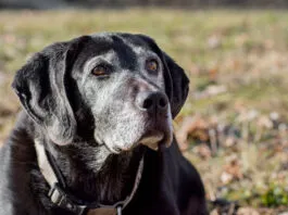 Adequan for dogs helps senior dogs manage osteoarthritis.