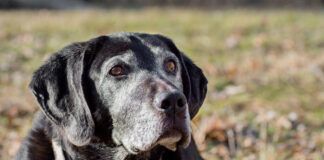 Adequan for dogs helps senior dogs manage osteoarthritis.
