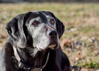 Adequan for dogs helps senior dogs manage osteoarthritis.