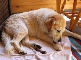 Hot spots in dogs are a pernicious problem, but home remedies for hot spots can be effective.