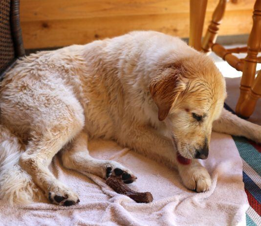 Hot spots in dogs are a pernicious problem, but home remedies for hot spots can be effective.