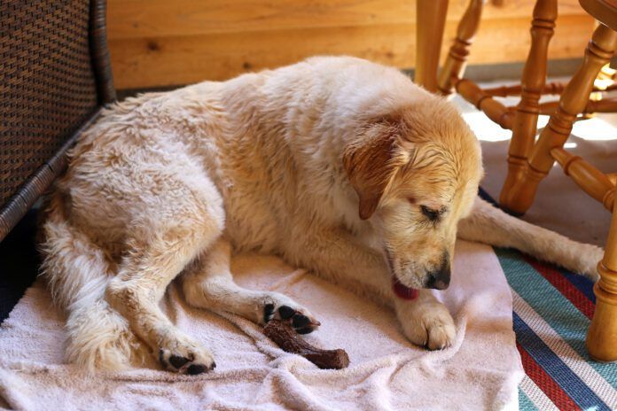Hot spots in dogs are a pernicious problem, but home remedies for hot spots can be effective.