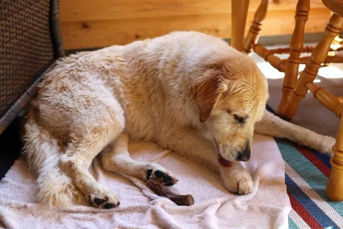 Hot spots in dogs are a pernicious problem, but home remedies for hot spots can be effective.