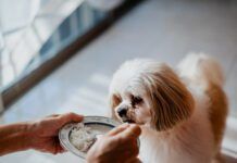 How much chicken and rice to feed a dog when then are sick?