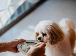 How much chicken and rice to feed a dog when then are sick?