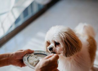 How much chicken and rice to feed a dog when then are sick?