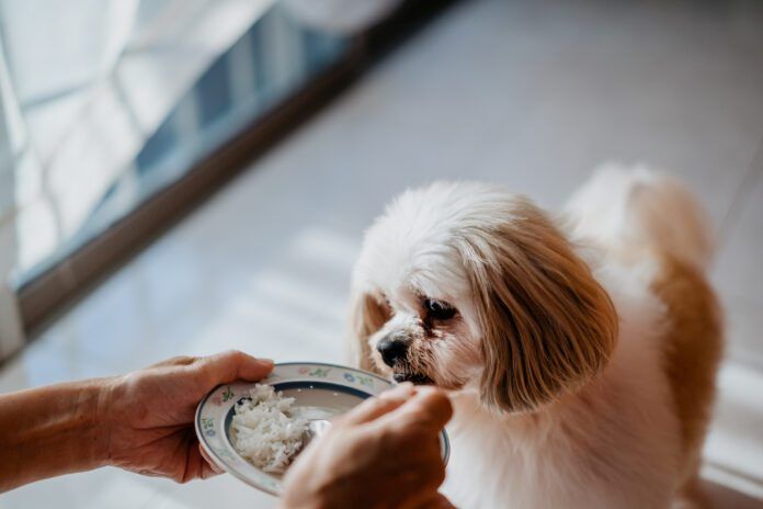 How much chicken and rice to feed a dog when then are sick?