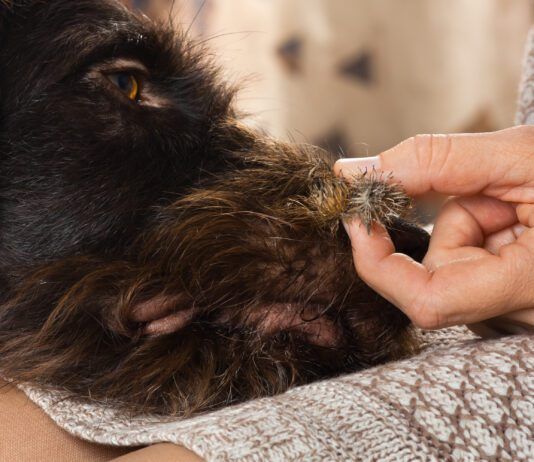 Burrs on dogs can be painful as well as uncomfortable and require some care to remove.
