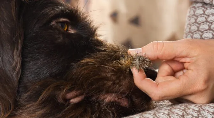 Burrs on dogs can be painful as well as uncomfortable and require some care to remove.