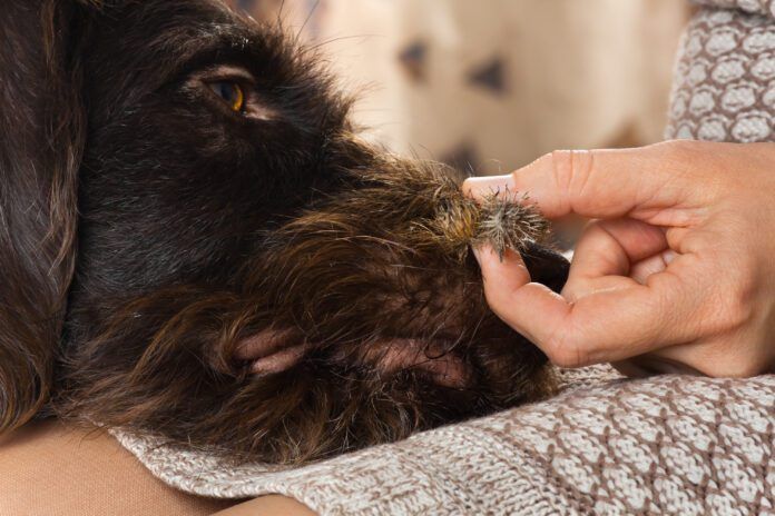 Burrs on dogs can be painful as well as uncomfortable and require some care to remove.