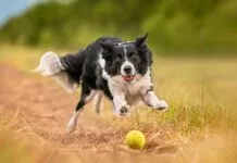 MSM for dogs is a supplement that can help dogs maintain their joint health as they age.