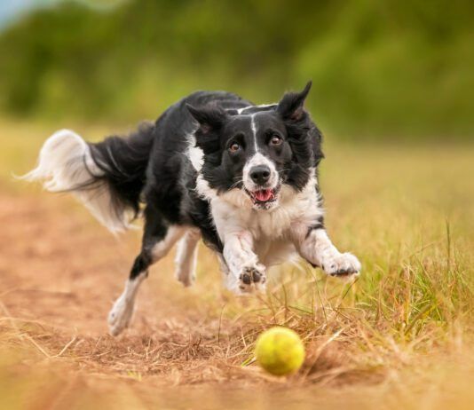 MSM for dogs is a supplement that can help dogs maintain their joint health as they age.