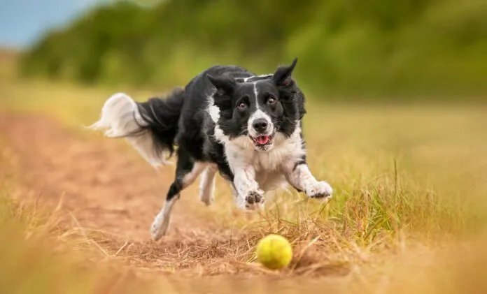 MSM for dogs is a supplement that can help dogs maintain their joint health as they age.