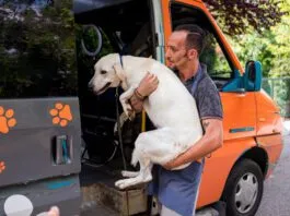There are ways to safely carry dogs whether they are large or small.