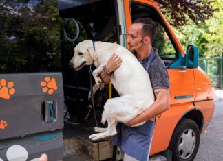 There are ways to safely carry dogs whether they are large or small.