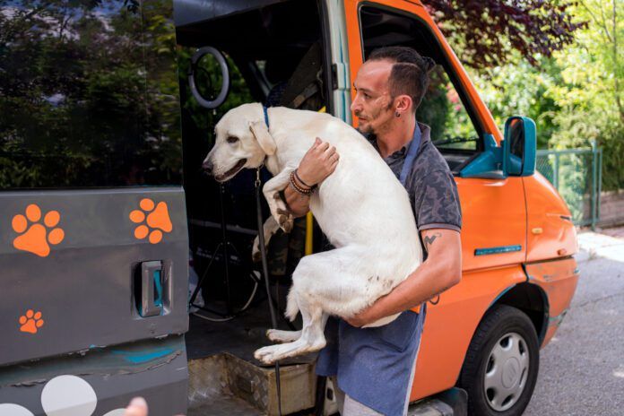 There are ways to safely carry dogs whether they are large or small.
