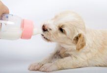 Goat milk can be good for young dogs who have the enzymes needed to process it. However, older dogs may struggle with the lactose.