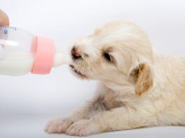 Goat milk can be good for young dogs who have the enzymes needed to process it. However, older dogs may struggle with the lactose.