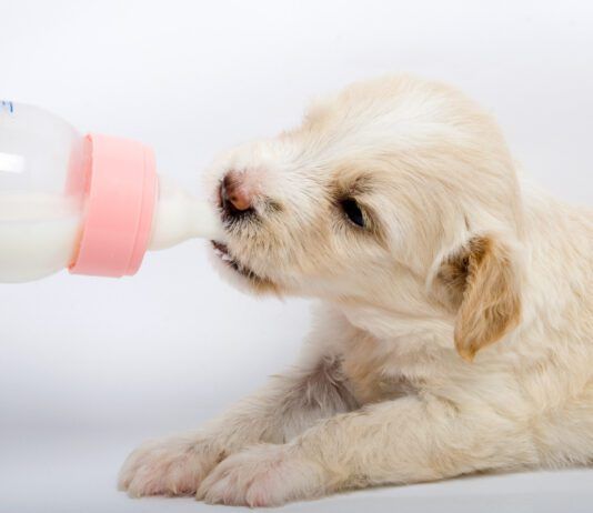 Goat milk can be good for young dogs who have the enzymes needed to process it. However, older dogs may struggle with the lactose.