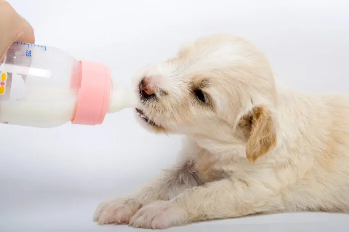 Goat milk can be good for young dogs who have the enzymes needed to process it. However, older dogs may struggle with the lactose.