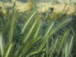 Foxtail awls can be a deadly danger to dogs and their unwary owners.