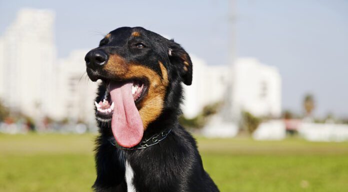 Dog's don't sweat the way that humans do, so electrolytes for dogs have a narrow use case and can even be harmful.