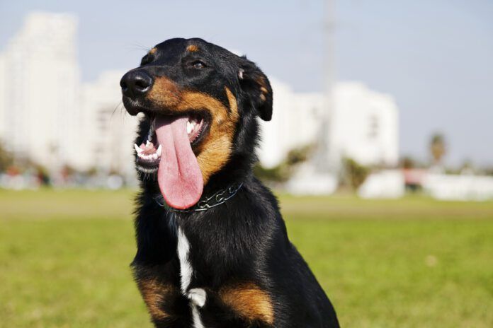 Dog's don't sweat the way that humans do, so electrolytes for dogs have a narrow use case and can even be harmful.