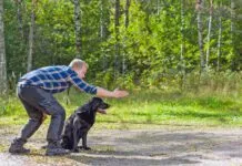 Verbal cues aren't the only aren't the only cues dogs will react to. Dog sign language provides visual cues for dogs to respond to.