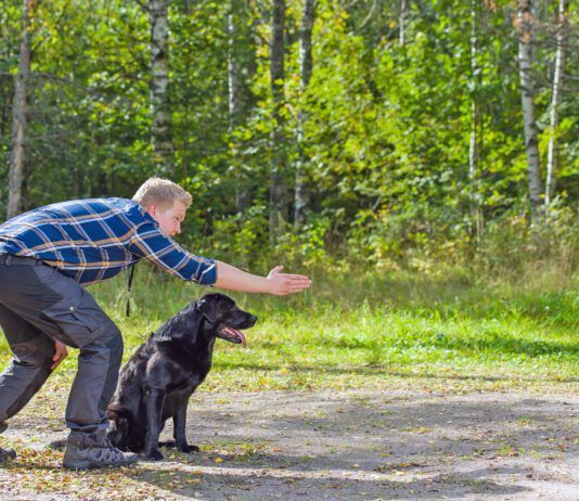 Verbal cues aren't the only aren't the only cues dogs will react to. Dog sign language provides visual cues for dogs to respond to.