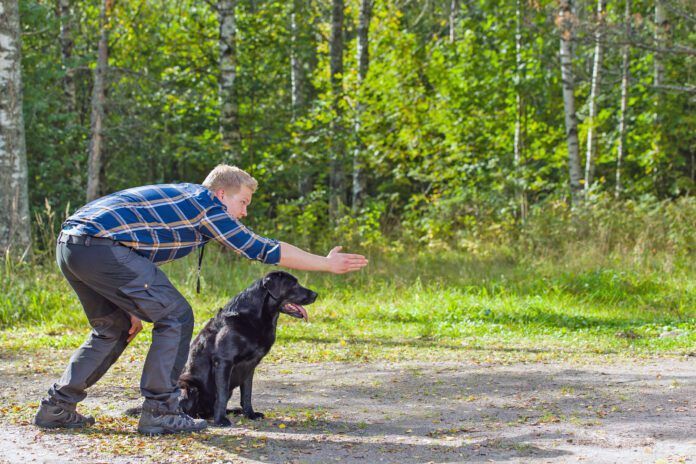 Verbal cues aren't the only aren't the only cues dogs will react to. Dog sign language provides visual cues for dogs to respond to.
