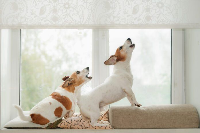 Dog barking deterrents may keep a dog from barking, but they don't address underlying issues and and some are inhumane.