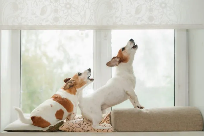 Dog barking deterrents may keep a dog from barking, but they don't address underlying issues and and some are inhumane.