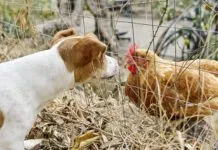 It is unknown if dogs can get bird flu in any systematic way, but caution is warrented.