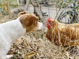 It is unknown if dogs can get bird flu in any systematic way, but caution is warrented.