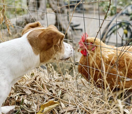 It is unknown if dogs can get bird flu in any systematic way, but caution is warrented.