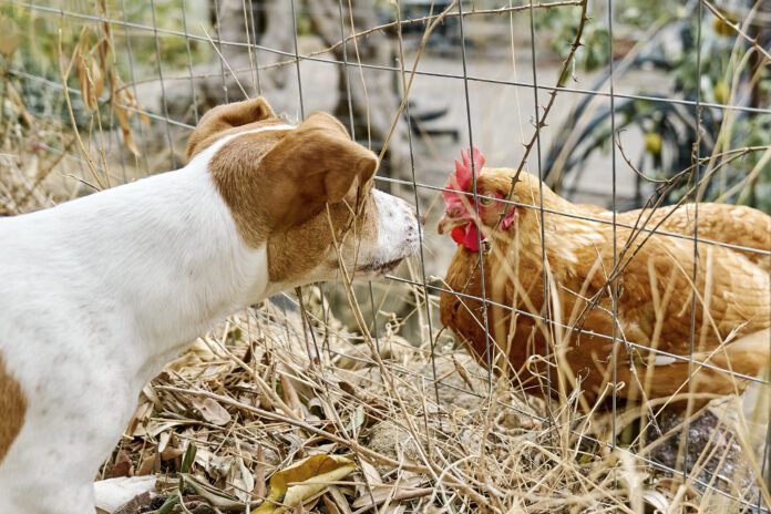 It is unknown if dogs can get bird flu in any systematic way, but caution is warrented.