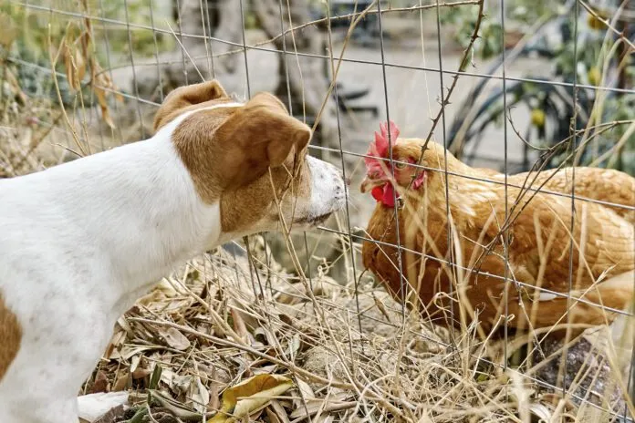 It is unknown if dogs can get bird flu in any systematic way, but caution is warrented.