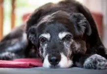 Nystagmus in dogs is rapid eye movement that is closely associated with vestibular disease in dogs.